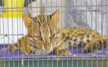 花599买的一只豹猫，主人到家发现不对劲，网友笑道：亏了五百 