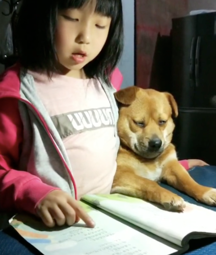 女孩在读书的时候，总是要搂着狗狗一起看！