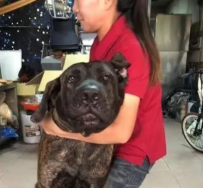帅气高山犬咬破新裤被骂委屈流泪，妈妈气炸：麦假！
