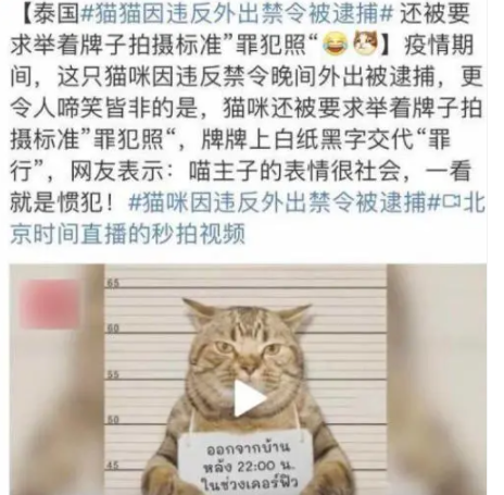 猫咪因违反外出禁令被捕，被强制拍照一脸懵，真相却并非如此？