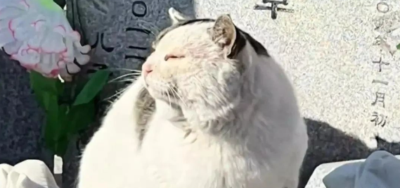 墓园流浪猫吃贡品生活养得肥硕，网友：变成鬼我也要上来撸它两下