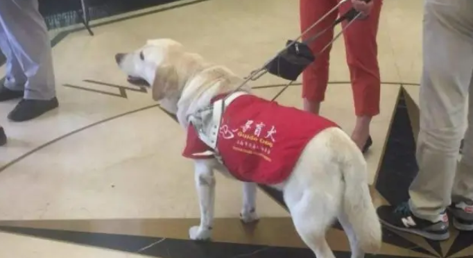 导盲犬带主人乘地铁，狗狗趴下的样子让人称赞
