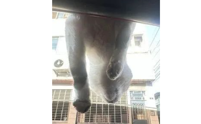 刚停好车就来了只流浪猫趴车顶，抬头吓一跳，它却自来熟的想进车！