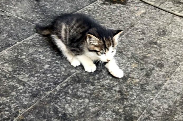 小猫被困石柱，在猫妈妈伤心难过之际，路过的热心夫妻救出猫咪