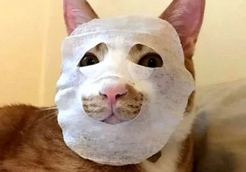 猫咪贴面膜想做“精致女孩”：贴面膜不可怕，谁丑谁尴尬
