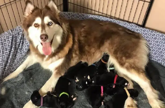 阿拉斯加犬生了一窝小狗，宠主不仅生气还打算吃掉这窝小狗！