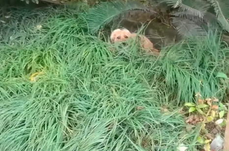 拖着腿，下雨天躲在麦地里的流浪狗，被一群人帮助后，抱着小哥的手满是祈求 