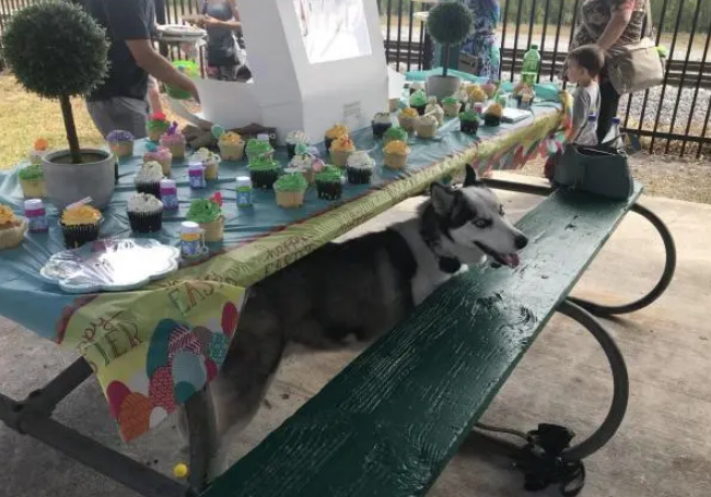 流浪哈士奇上岗做警犬，警察：我们就是看中它傻