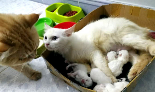 猫妈生了5只小奶猫，主人一个没舍得卖，网友：一家子高颜值！