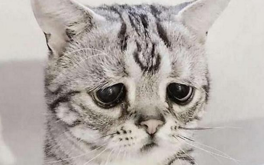 猫咪的主人去世，猫咪看到主人生前的视频之后，竟然如此难过！