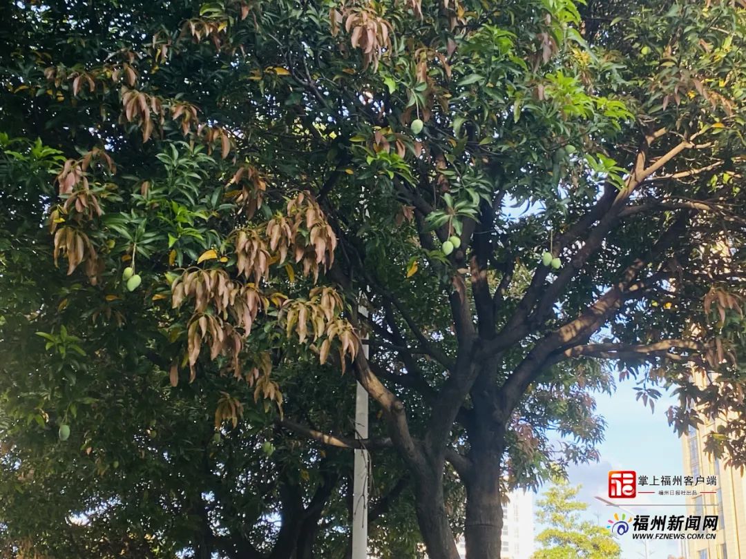 千万别吃！福州街头已出现！