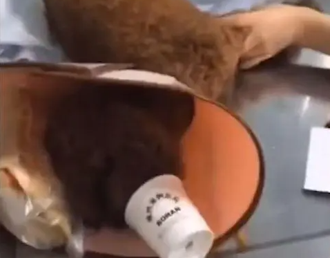多只宠物猫狗身亡呕吐物里都有一模一样的香肠