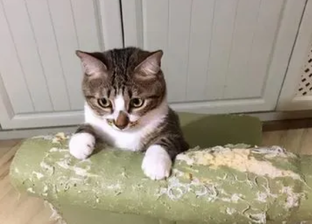 我曾以为养只猫是这样，然而现实却是那样，说多了都是泪