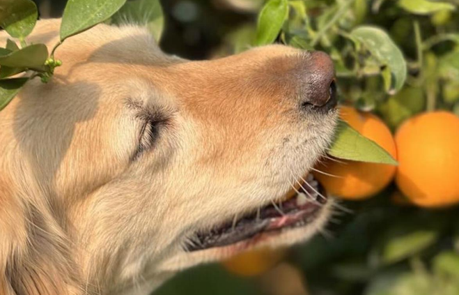 金毛变身“犬工”帮忙摘橙子，网友怒喷：把狗咬的东西给人吃