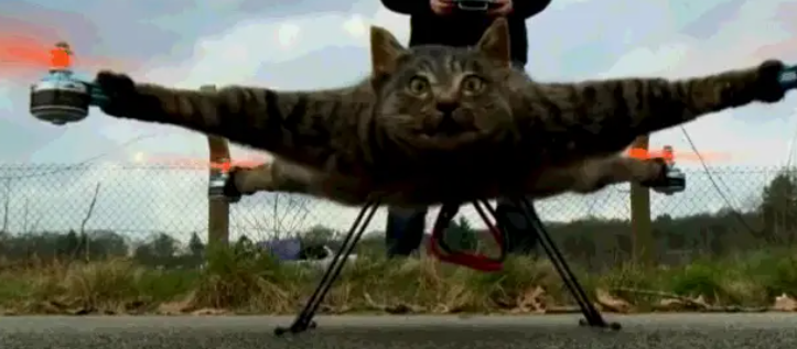 猫猫去世后，“身体”被改装成无人机，主人：它生前爱扑鸟 