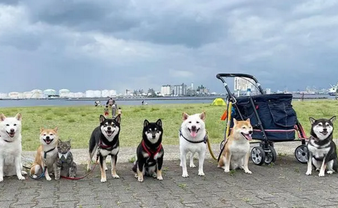 柴犬聚会，中间却出现一个灰色的“间谍”，细看被萌翻