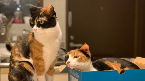 主人一打开吸尘器，两只萌猫秒变脸：快给我们关掉！