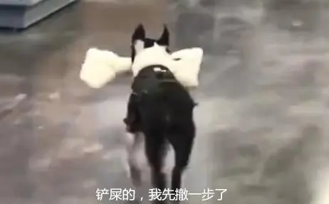 狗狗第一次逛超市，叼着大骨头就往外跑，铲屎的我先走一步了