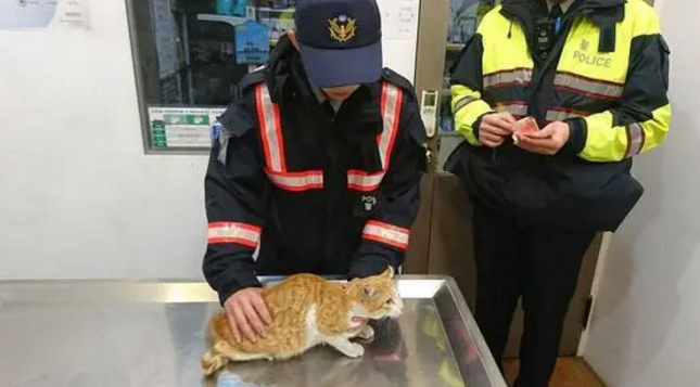 爱心警察自掏腰包，救助车祸受伤的猫 