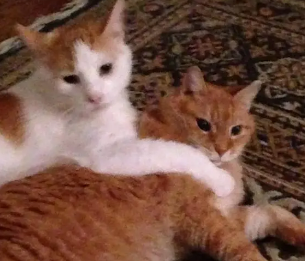猫咪情深？两只猫咪结伴流浪，其中一只被收养又跑出来找小伙伴