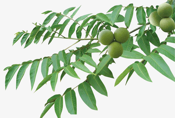 核桃树枝