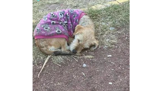 狗狗穿着紫色毛衣蜷缩在地上，不断咳嗽，紧急送医后让人更心疼了...