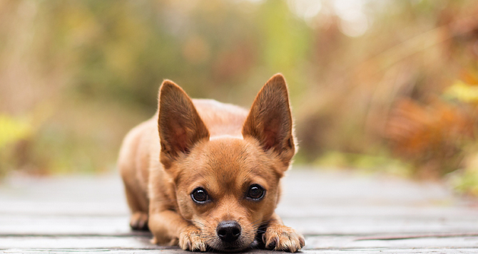 小伙深夜跳河救爱犬受困 专家称狗会游泳能自保