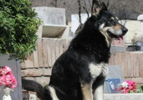 阿根廷流浪犬勇退流氓，救助花季少女