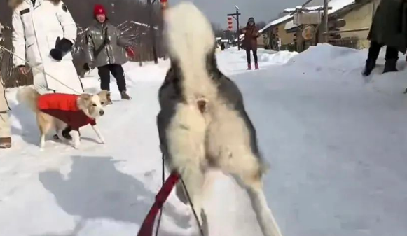 哈士奇第一次见到雪，突然唤醒“远古血脉”，随后的举动惊呆主人