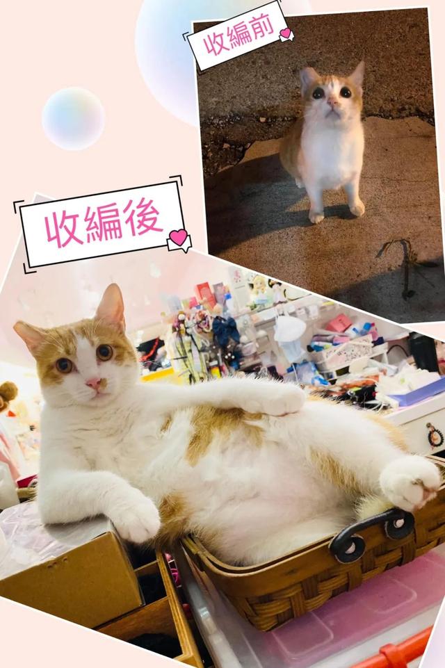 小橘猫路边卖萌求收编！有家后直接横向发展变大叔：还不快上饭？