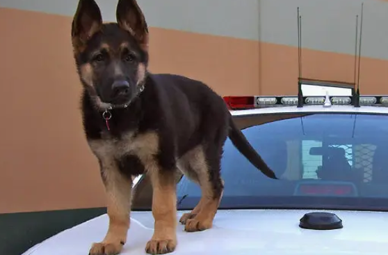 警犬也有少女心，第一天上班带玩偶，网友心都被萌化了：就服你 