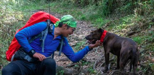 被虐待的狗逃到山上躲着，登山员历时5个月和它相处，终将它解救