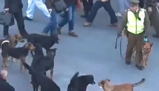 一群流浪狗遇上警犬，四目相对的眼神让人难过，我也可以当警犬啊