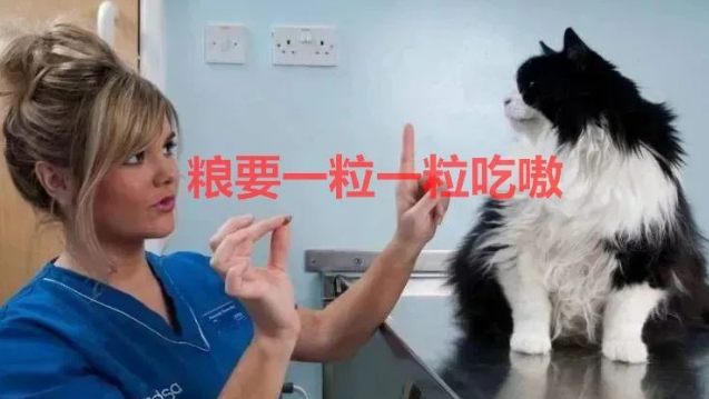 橘猫：我准备减肥了！网友：谁又放屁呢？！