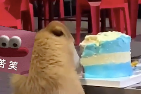 朋友在外过生日，蛋糕却被流浪狗给偷吃了！狗：祝你生日快乐哈