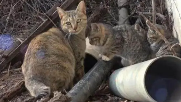 拿来食物喂食流浪猫，它却不吃只叼走，好奇跟上一看眼泪马上涌出