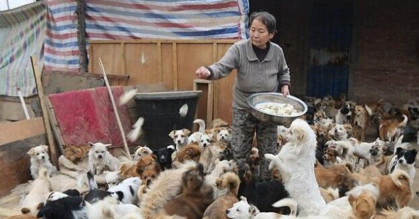 不计回报的老人给流浪狗提供了一个温暖的家