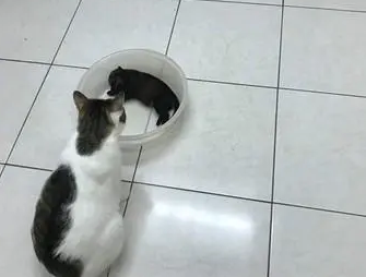 猫咪小心翼翼摸了小奶狗，狗狗顺势摔倒，猫咪一脸懵：它碰瓷