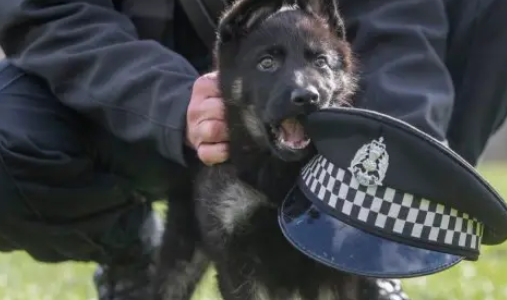 警犬也有少女心，第一天上班带玩偶，网友心都被萌化了：就服你 