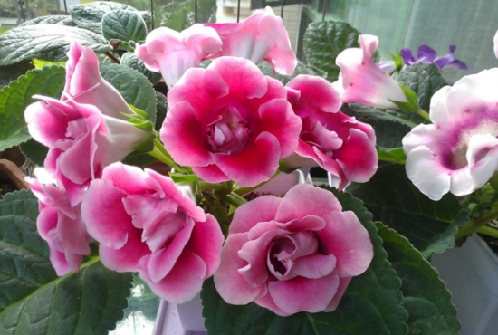 夏天哪些花不能多浇水 夏天哪些花不能多浇水