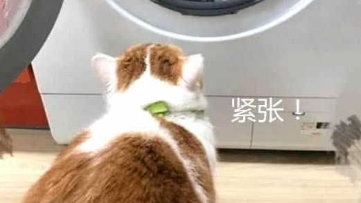 女子把猫窝拿去洗，突然听到橘猫一阵惨叫