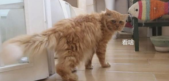 20岁高龄的老橘猫，知道自己即将不久于世，和主人道别 