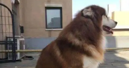 主人因出差，把阿拉斯加犬寄养在父亲家，回来接时狗狗变成这模样