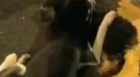 哈士奇的好朋友被撞，二哈表现让人心疼，路人感动为其撑伞