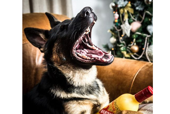 德国牧羊犬误喝圣诞酒 醉到不能走路送救护车