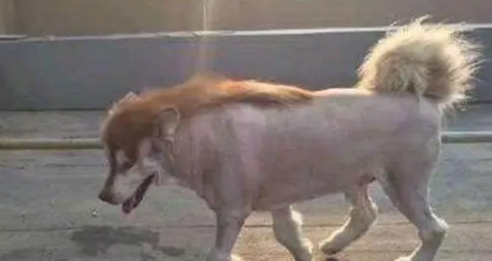 主人因出差，把阿拉斯加犬寄养在父亲家，回来接时狗狗变成这模样