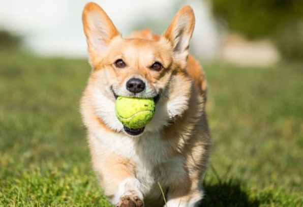 被狗舔舐伤口 男童患狂犬病死亡