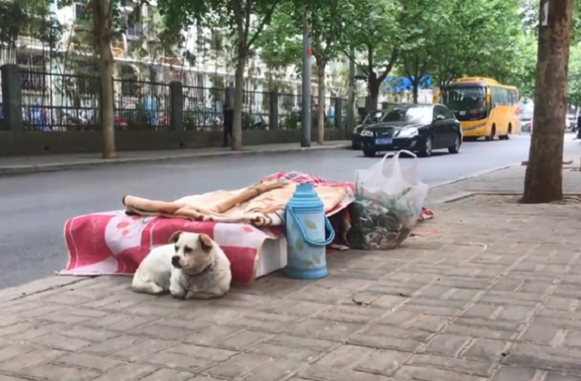 狗狗陪腿残爸摆摊卖菜讨生活，当地人夸它为：“洛阳版忠犬小八”