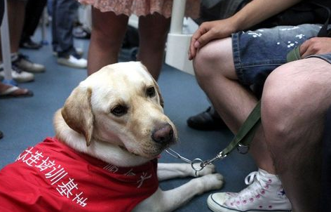 残障旅客可携带导盲犬进站乘车 其他宠物不得携带乘车