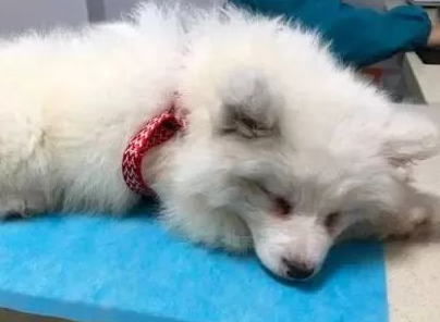 萨摩耶因病被人弃养，依然努力的向人示好，网友看到泪崩 